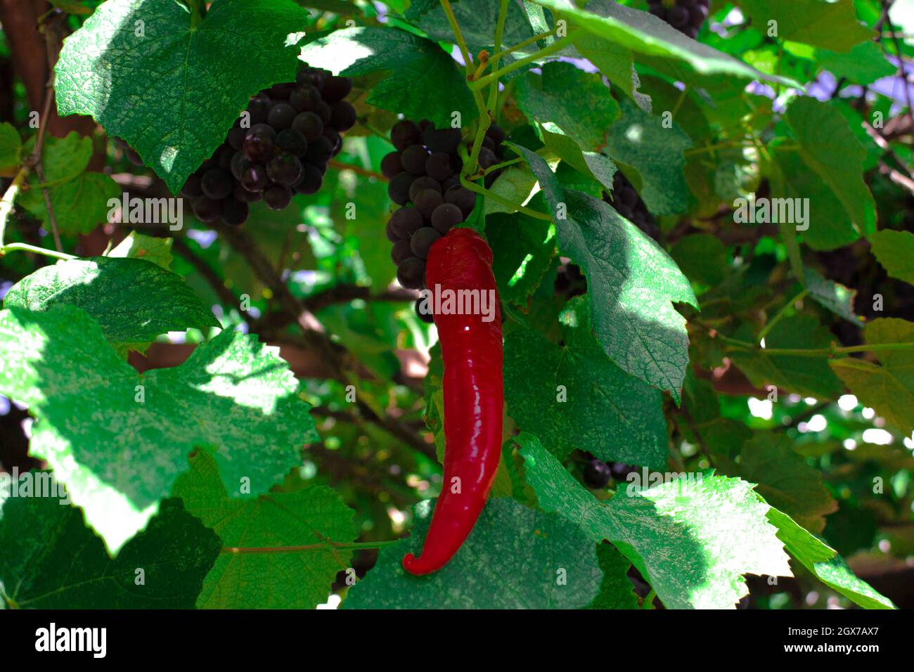 Rote Chilischote wuchs auf einer Traubenpflanze. Das Ergebnis kann nicht immer den Erwartungen entsprechen. Stockfoto