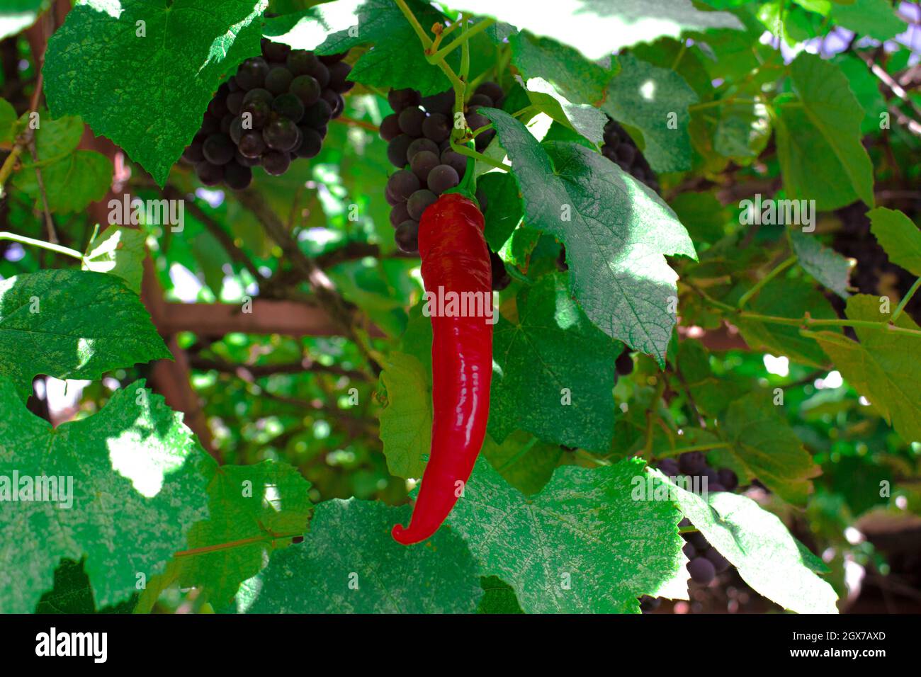 Rote Chilischote wuchs auf einer Traubenpflanze. Das Ergebnis kann nicht immer den Erwartungen entsprechen. Stockfoto