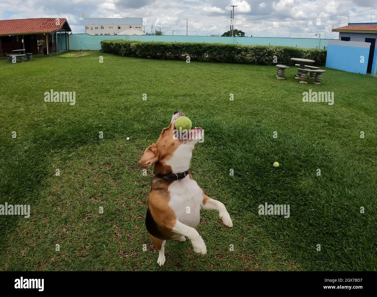 Beagle-Hund springt, um einen Tennisball zu beißen. Stockfoto