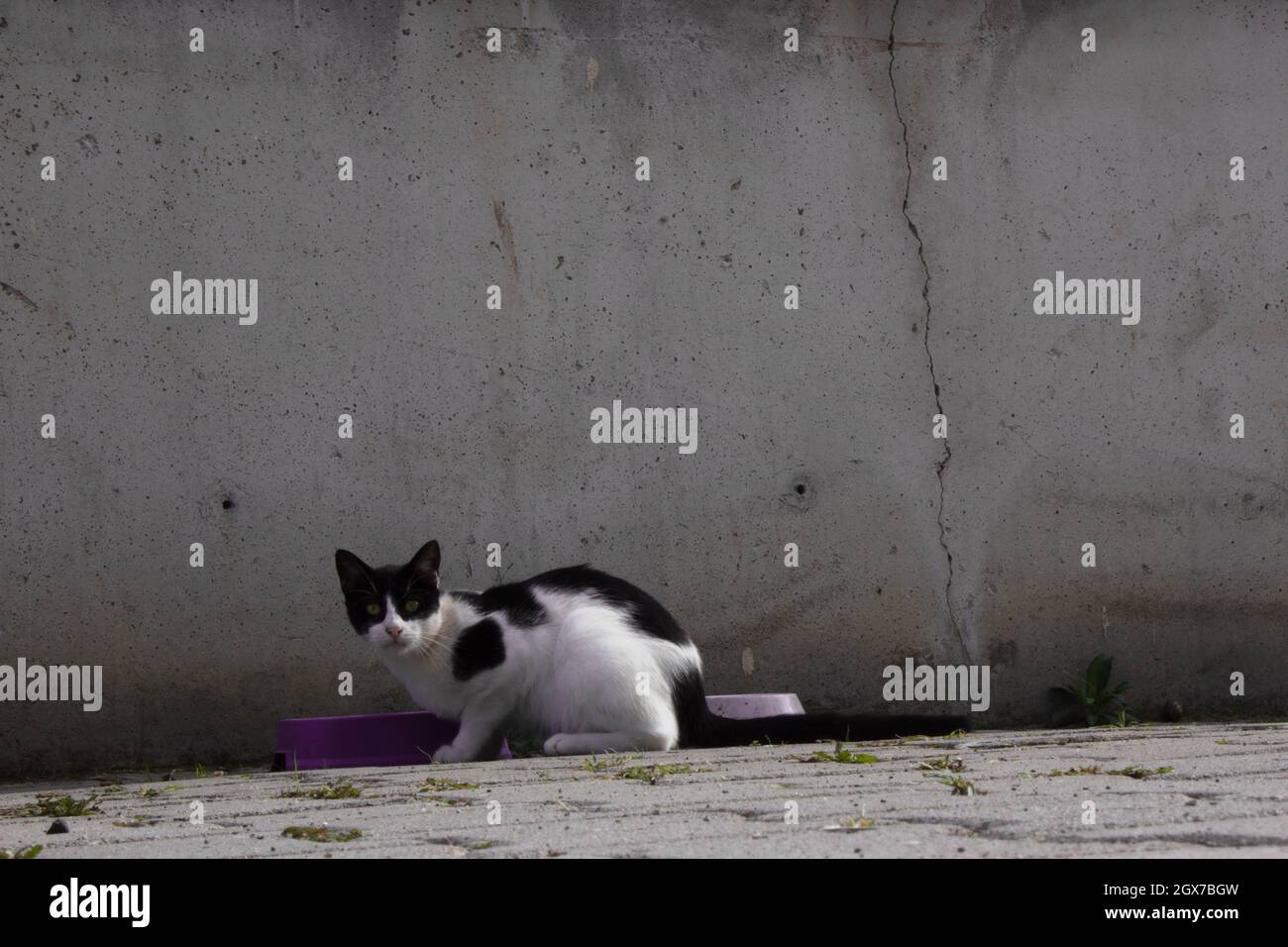 Schwarze weiße streunende Katze, die aus einer rosa Schale isst. Stockfoto