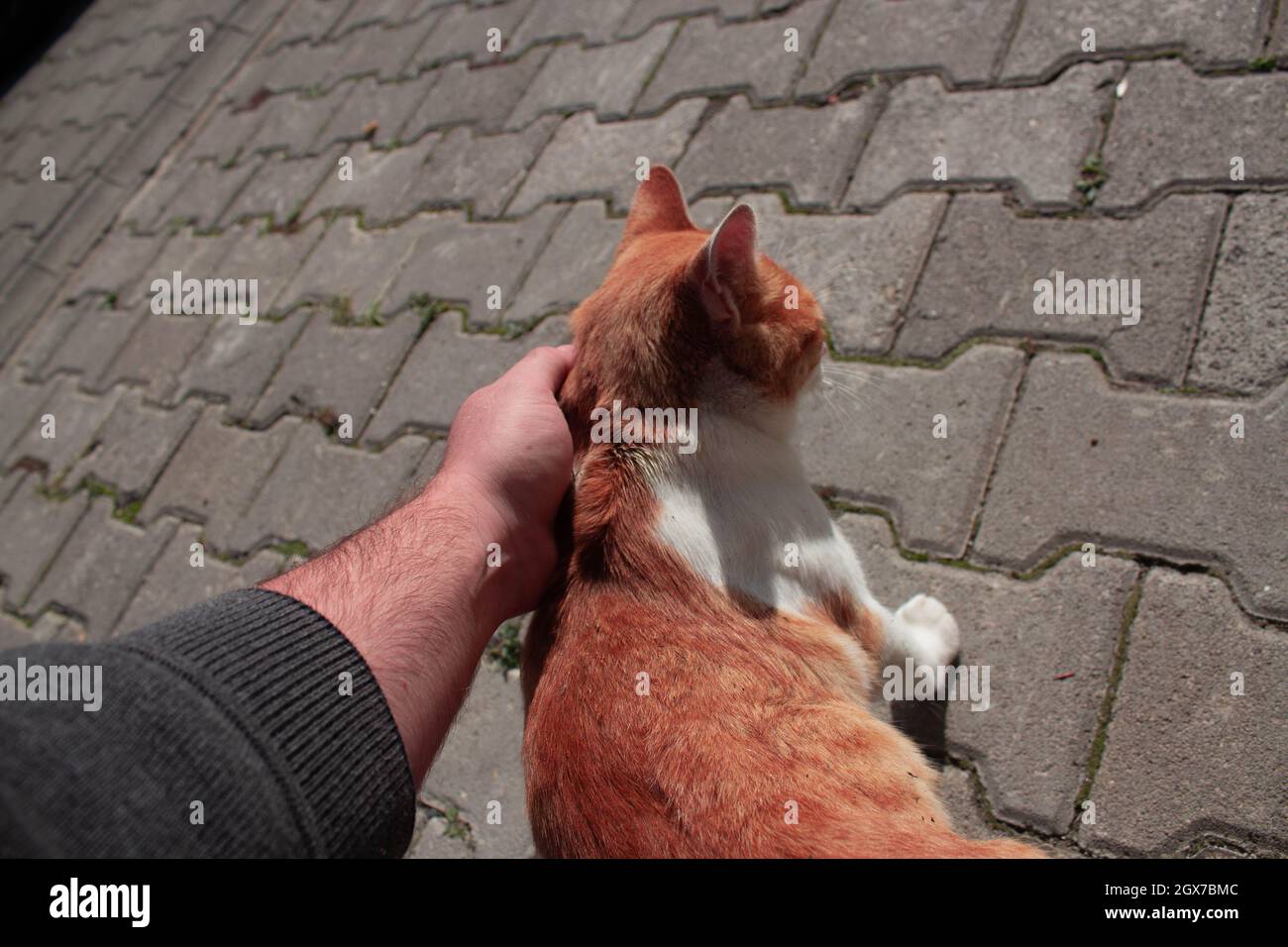 Mann streicheln eine orangefarbene streunende Katze mit der Hand. Niedliche Katze  streichelt. Nicht jede Katze lässt Menschen ihren Bauch berühren  Stockfotografie - Alamy
