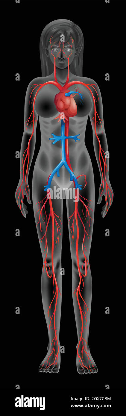 Herz-Kreislauf-system Stock Vektor