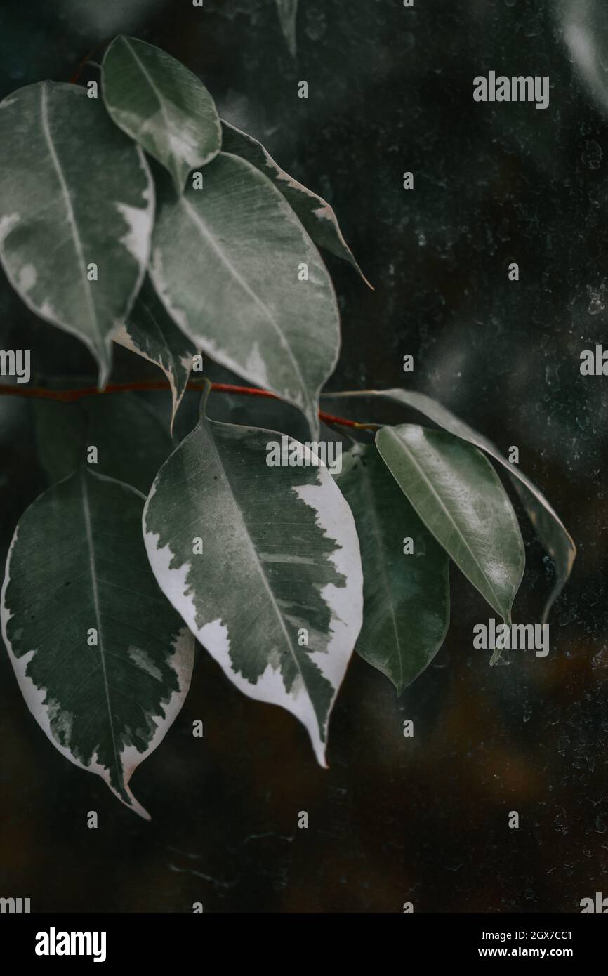 Nahaufnahme einer Ficus benjamina Pflanze mit grünen Blättern Stockfoto
