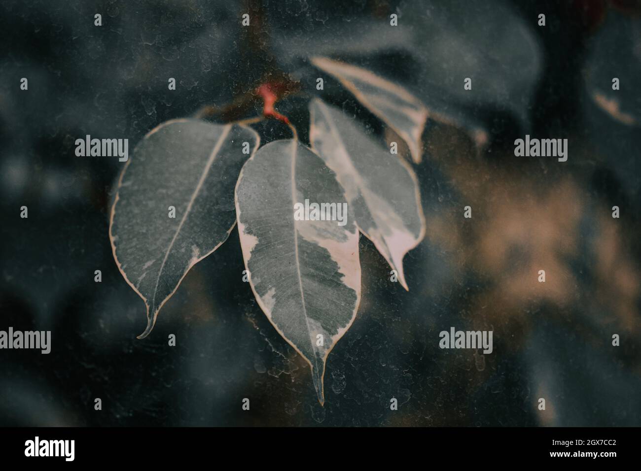 Blätter einer weinenden Feige im unscharfen Hintergrund Stockfoto