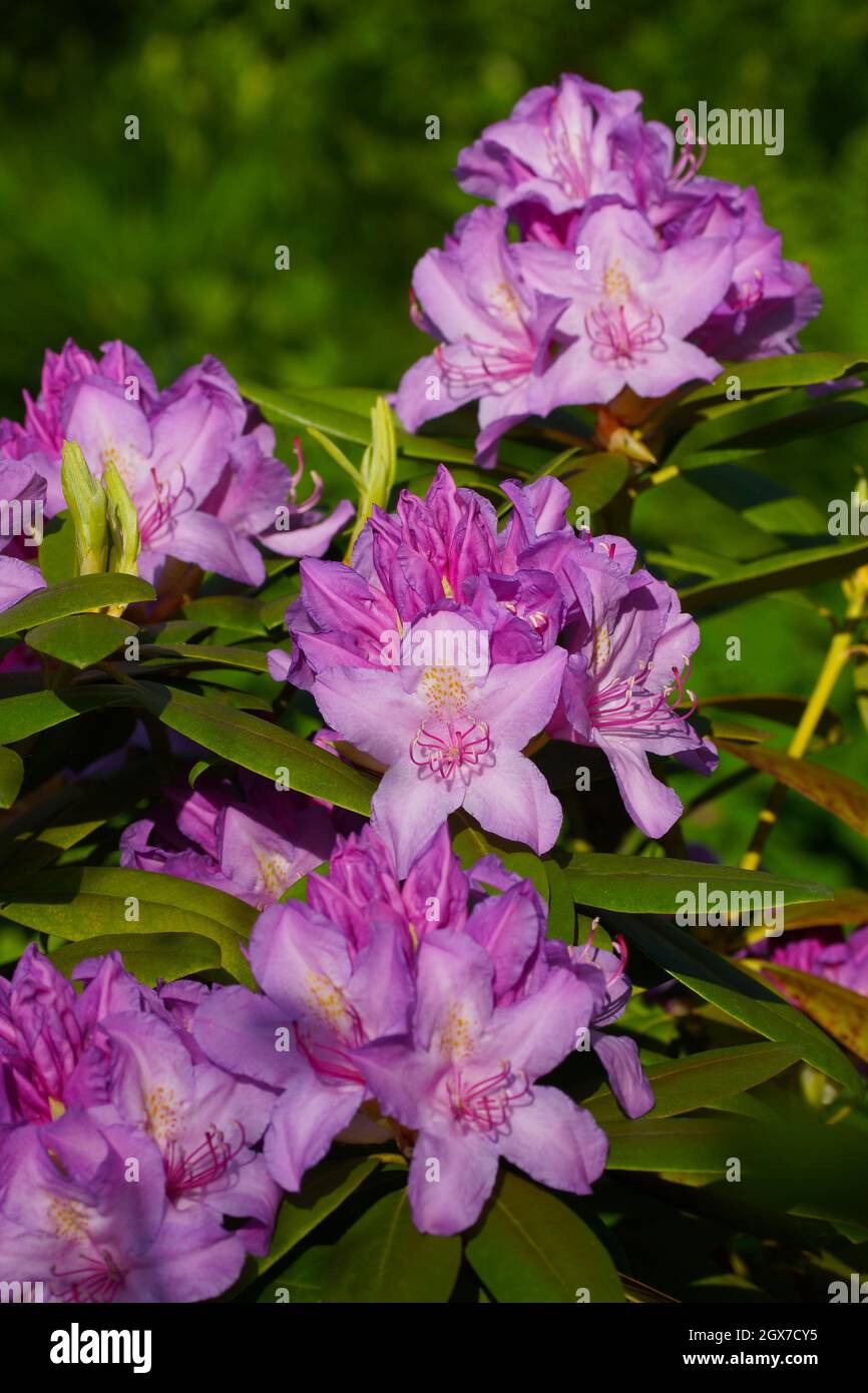 Fliederblüten auf grünem Hintergrund. Rhododendron catawbiense. Nahaufnahme der Blumen. Vertikales Foto. Stockfoto