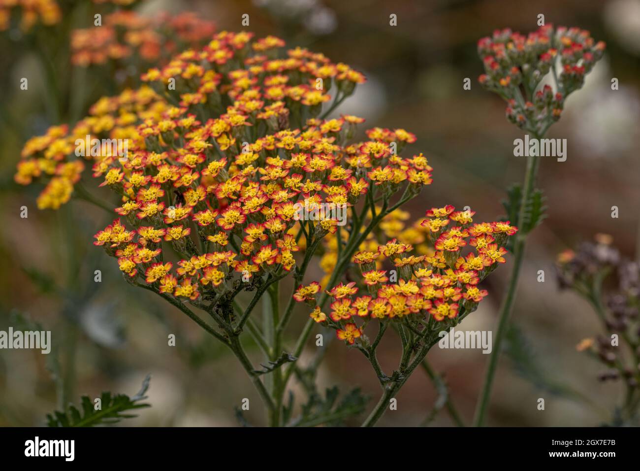 Nahaufnahme der Achillea Feuerland Blumen Stockfoto