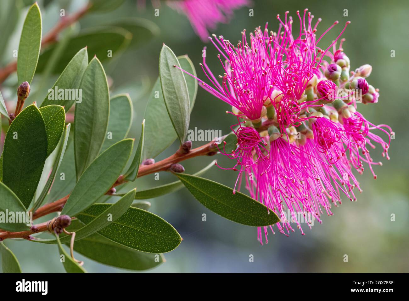 Nahaufnahme der Callistemon Hot Pink Flower Stockfoto