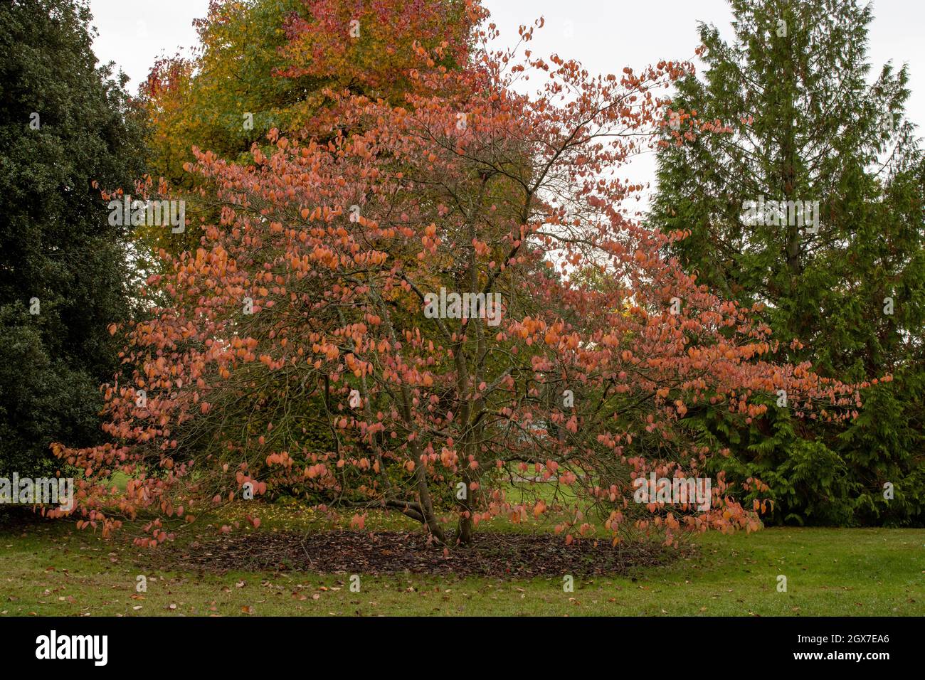 Cornus Ormonde Baum in Herbstfarbe Stockfoto