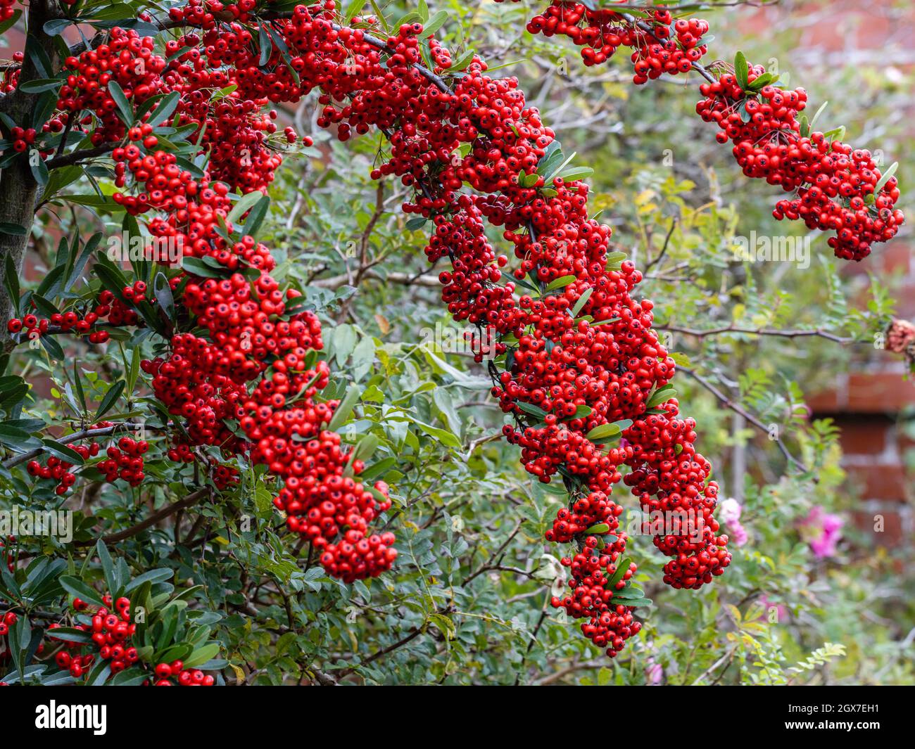 Hängende rote Pyramicantha Saphyr Beeren im Herbst Stockfoto