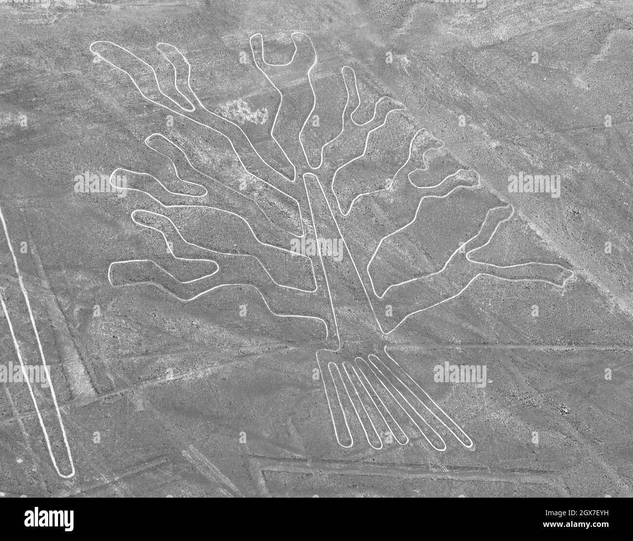 Baum-Geoglyphen, Nazca oder Nasca geheimnisvolle Linien und Geoglyphen Luftbild, Wahrzeichen in Peru Stockfoto