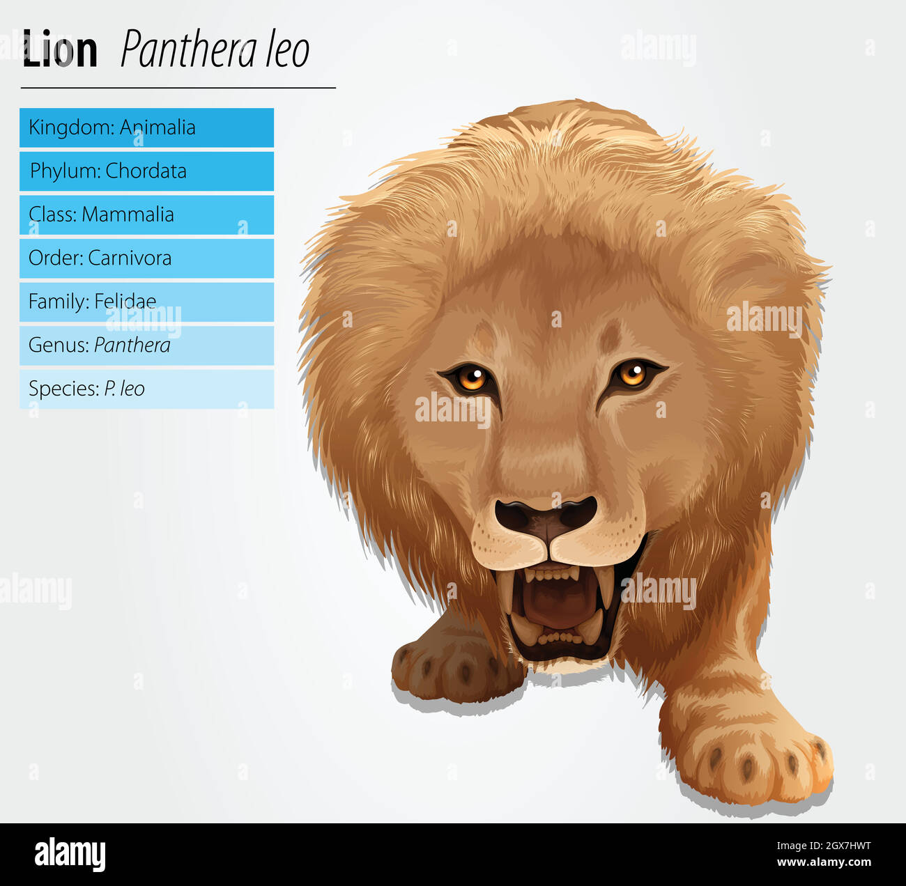 Lion - Pathera leo Stock Vektor