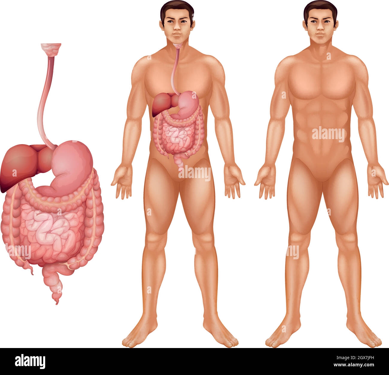 Menschliche Verdauungssystem Stock Vektor