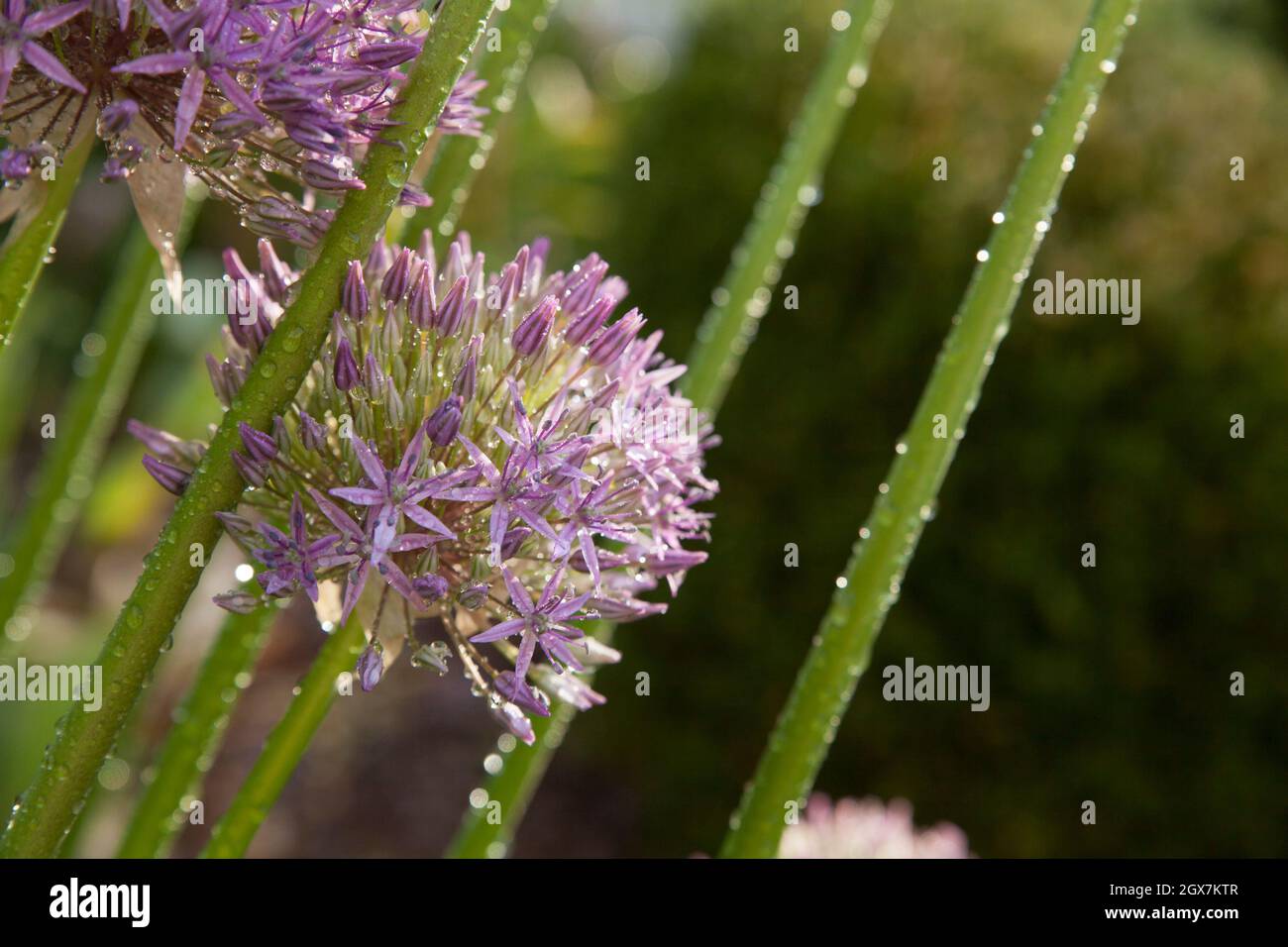 Purpurnes Allium im Hausgarten an einem taufigen Morgen. Stockfoto