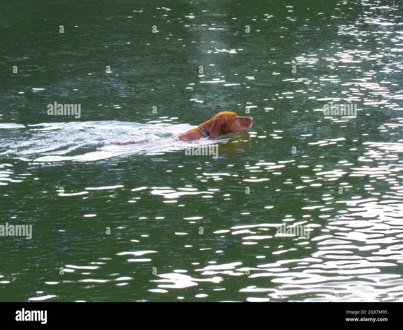 Ein Labrador, der in einem ruhigen See schwimmt. Stockfoto