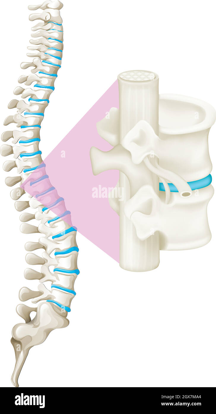 Nahaufnahme des Wirbelsäulenknochens Stock Vektor