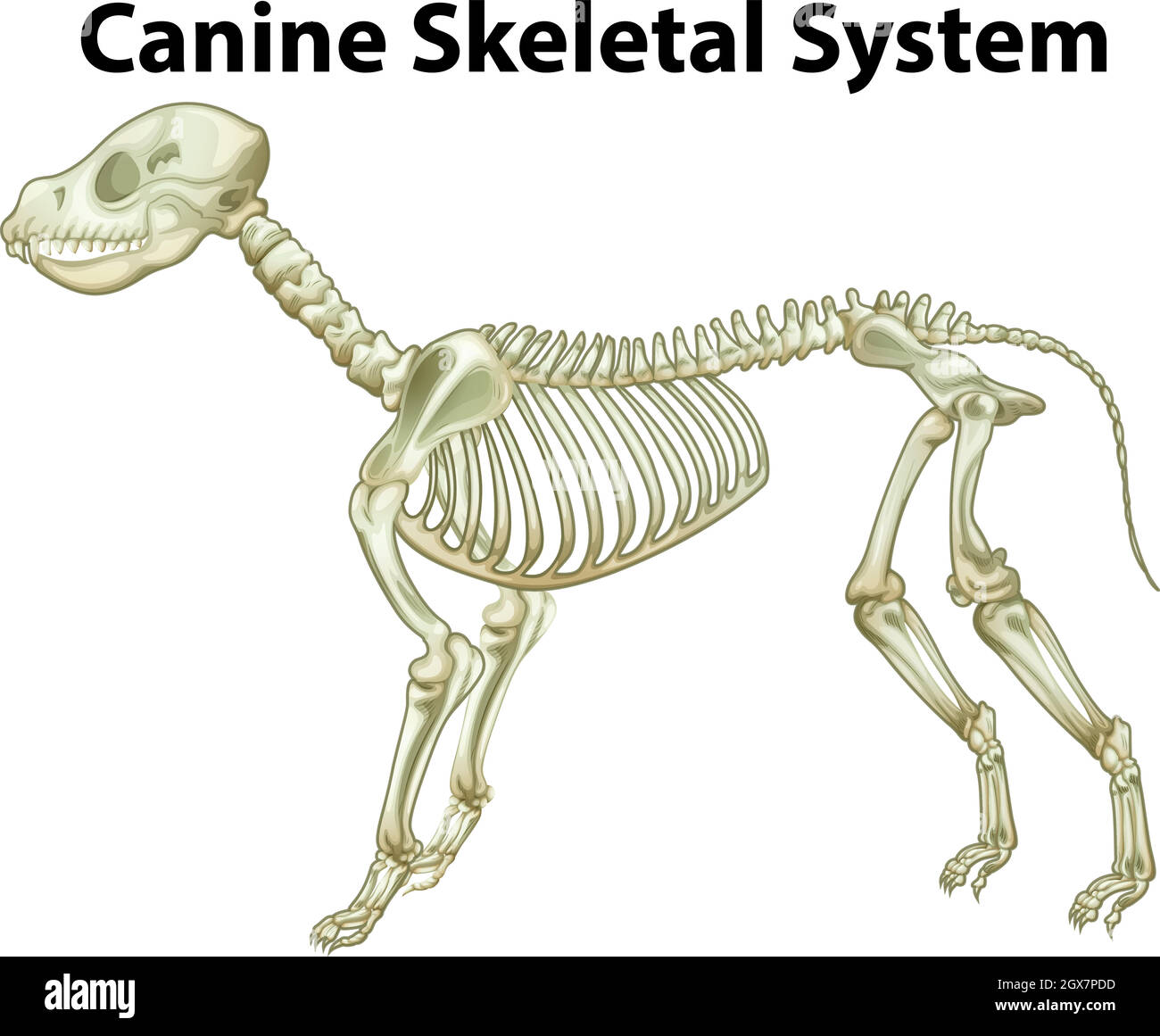 Skelettsystem des Hundes Stock Vektor