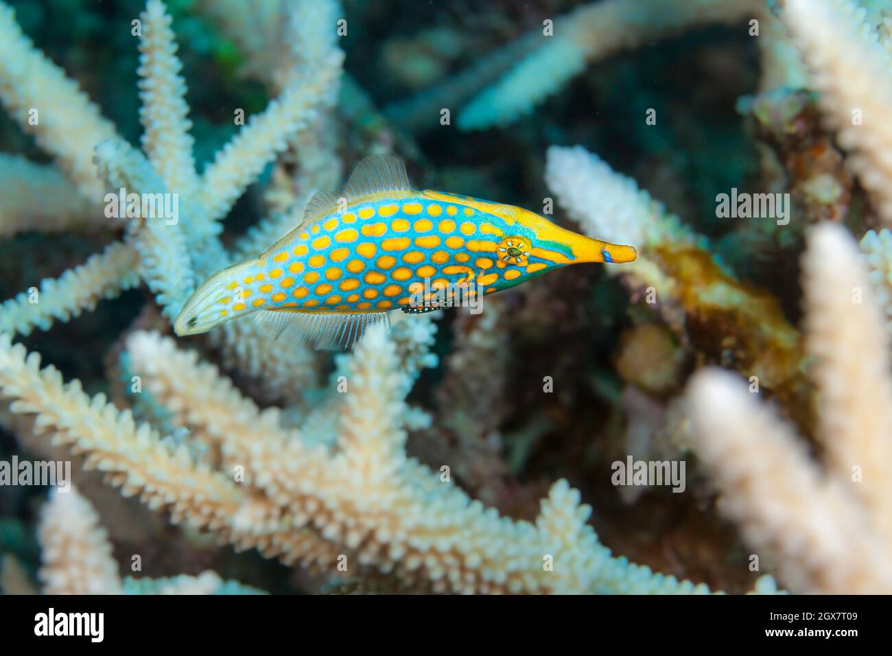 Der Langnasenfilefisch, Oxymonacanthus longirostris, erreicht fast vier Zoll Länge, Fidschi. Stockfoto