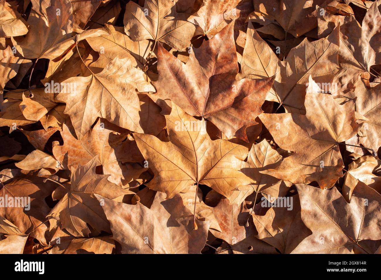 Stapel von heruntergefallenen Blättern im Herbst auf dem Boden Stockfoto