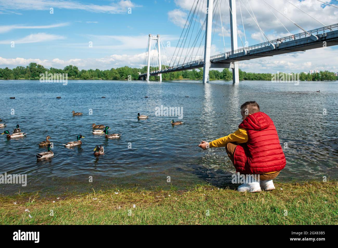 Junge, der Enten am Flussufer des Flusses Jenissei auf Krasnojarsk, Russland, füttert Stockfoto