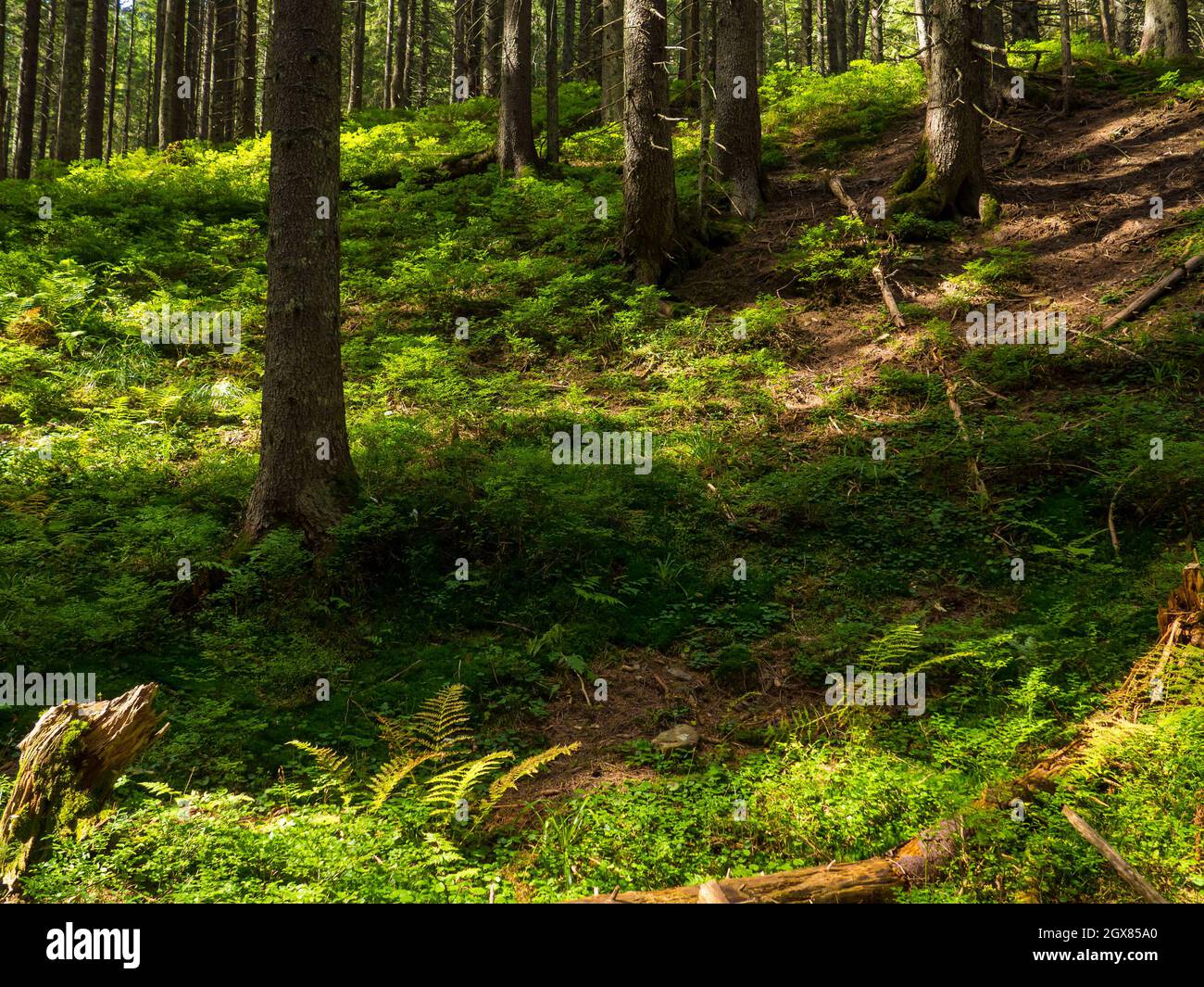 Scenic Trail voller Wurzeln in der Mitte des hölzernen Nadelwaldes Stockfoto