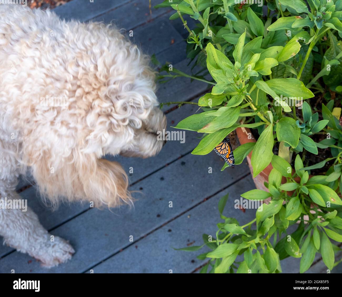 Neugieriger Golddoodle-Hund in Bewegung, um den Western Monarch Butterfly zu betrachten, der im heimischen Garten am Blatt hängt Stockfoto