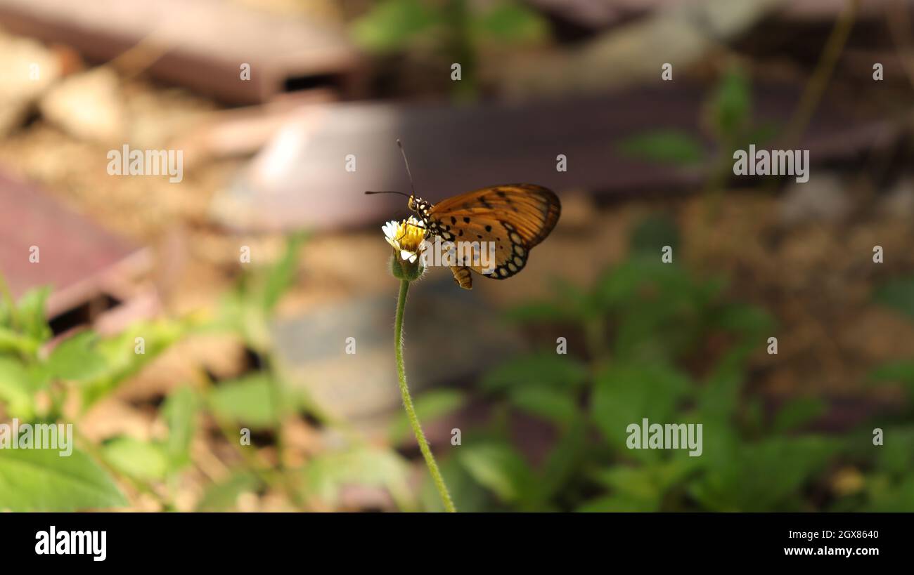 Schmetterling in der Sonnenblumenpflanze ist es schön natürlich Stockfoto