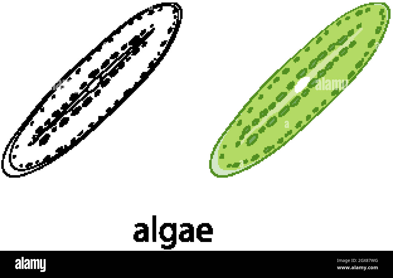 Algen in Farbe und Doodle auf weißem Hintergrund Stock Vektor