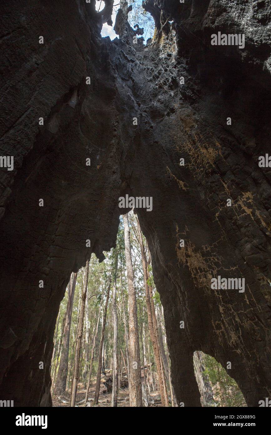 Der Wald im Kroombit Tops National Park, Queensland, Australien, wird durch die verbrannten Überreste eines feuerbeschädigten Gummibaums, Eukalyptus-Arten, gesehen Stockfoto