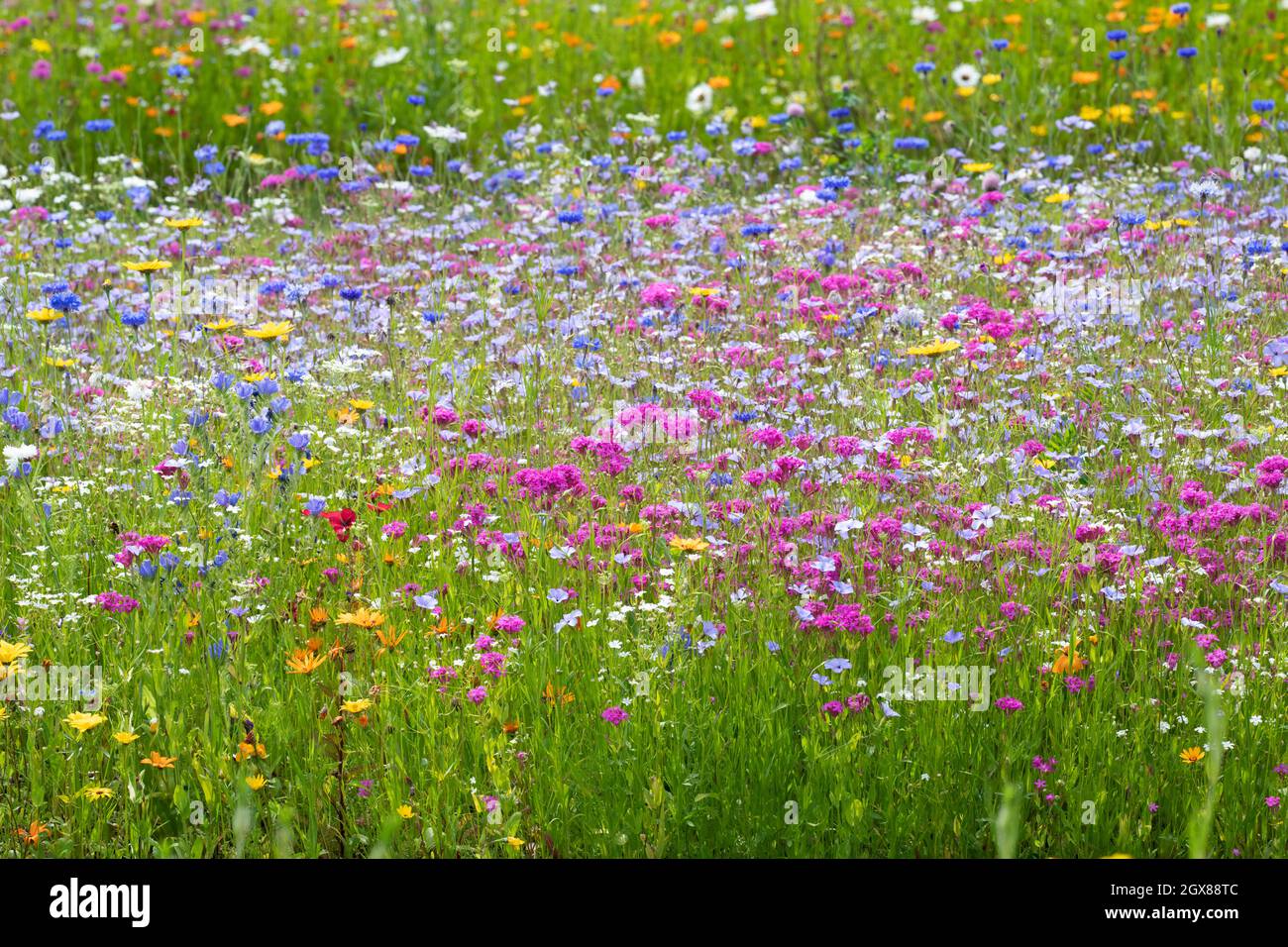 Englische Wildblumenwiese Stockfoto