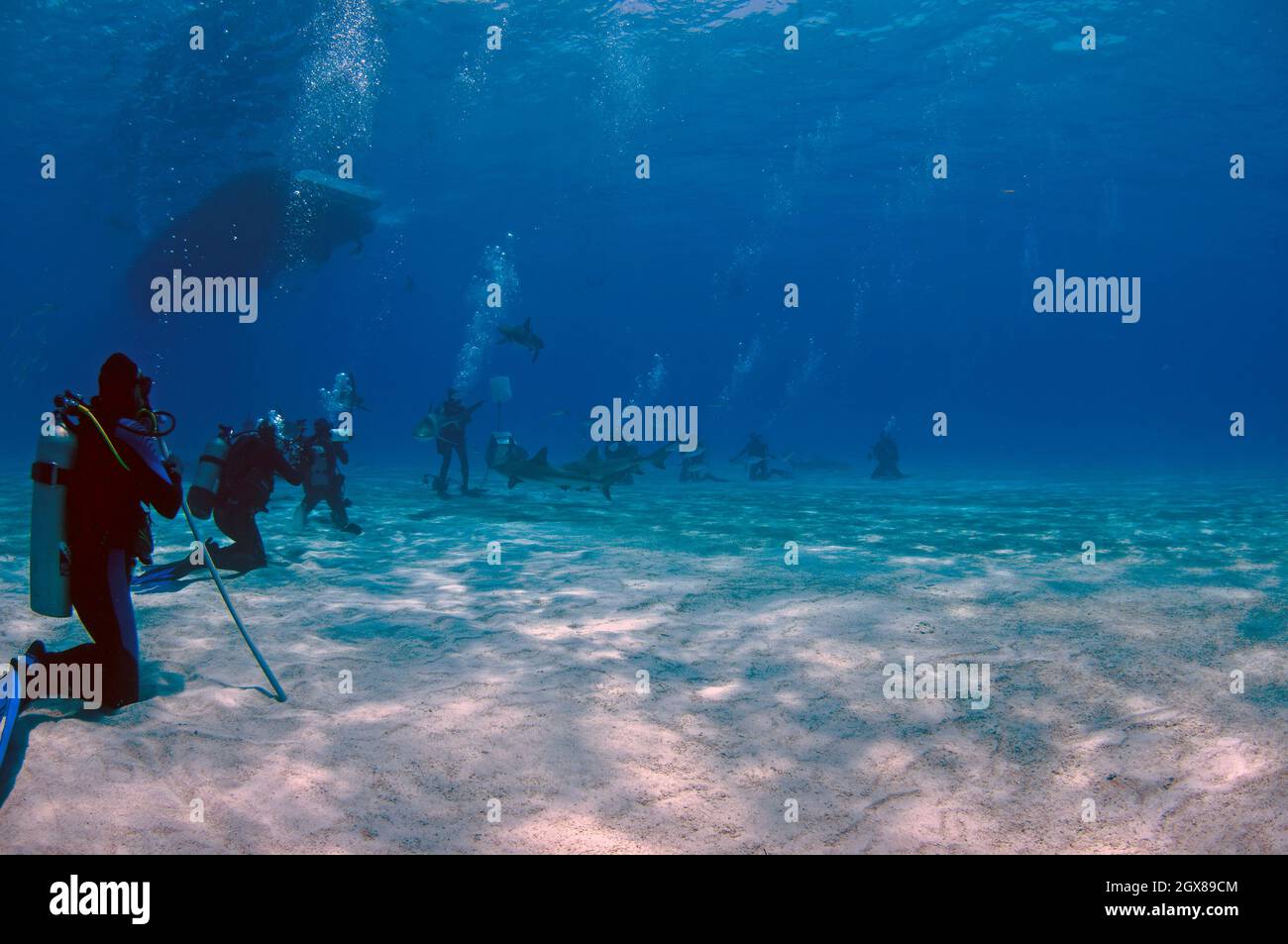 Mehrere Taucher haben sich für eine Haifischtauchaktion am Tiger Beach, Grand Bahamas, Bahamas, unter Wasser positioniert Stockfoto