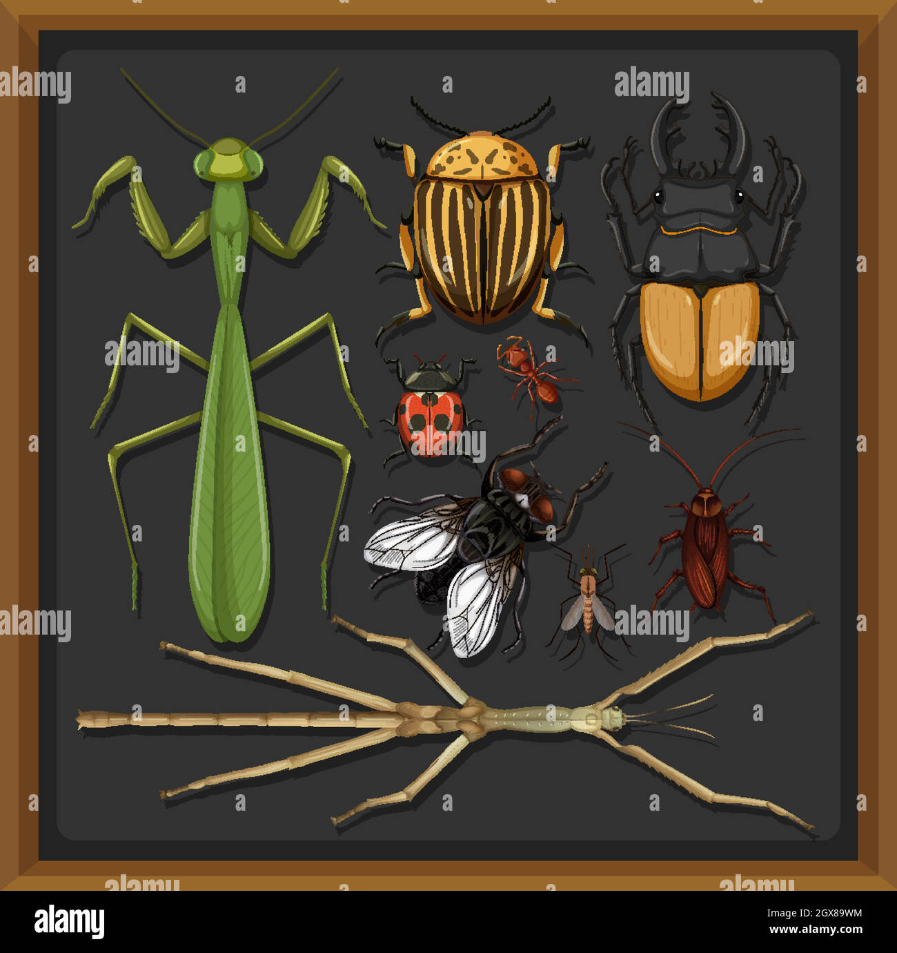 Set von verschiedenen Insekten in Holzrahmen Hintergrund Stock Vektor