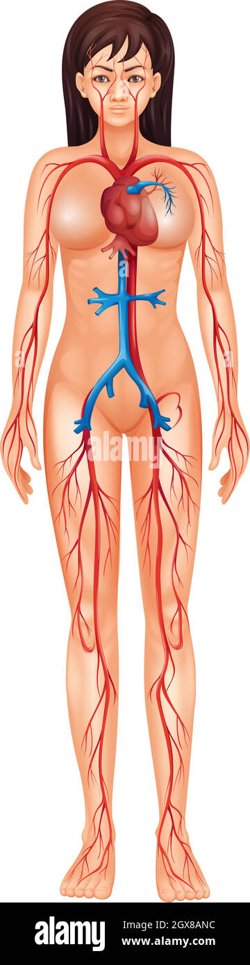 Herz-Kreislauf-System Stock Vektor