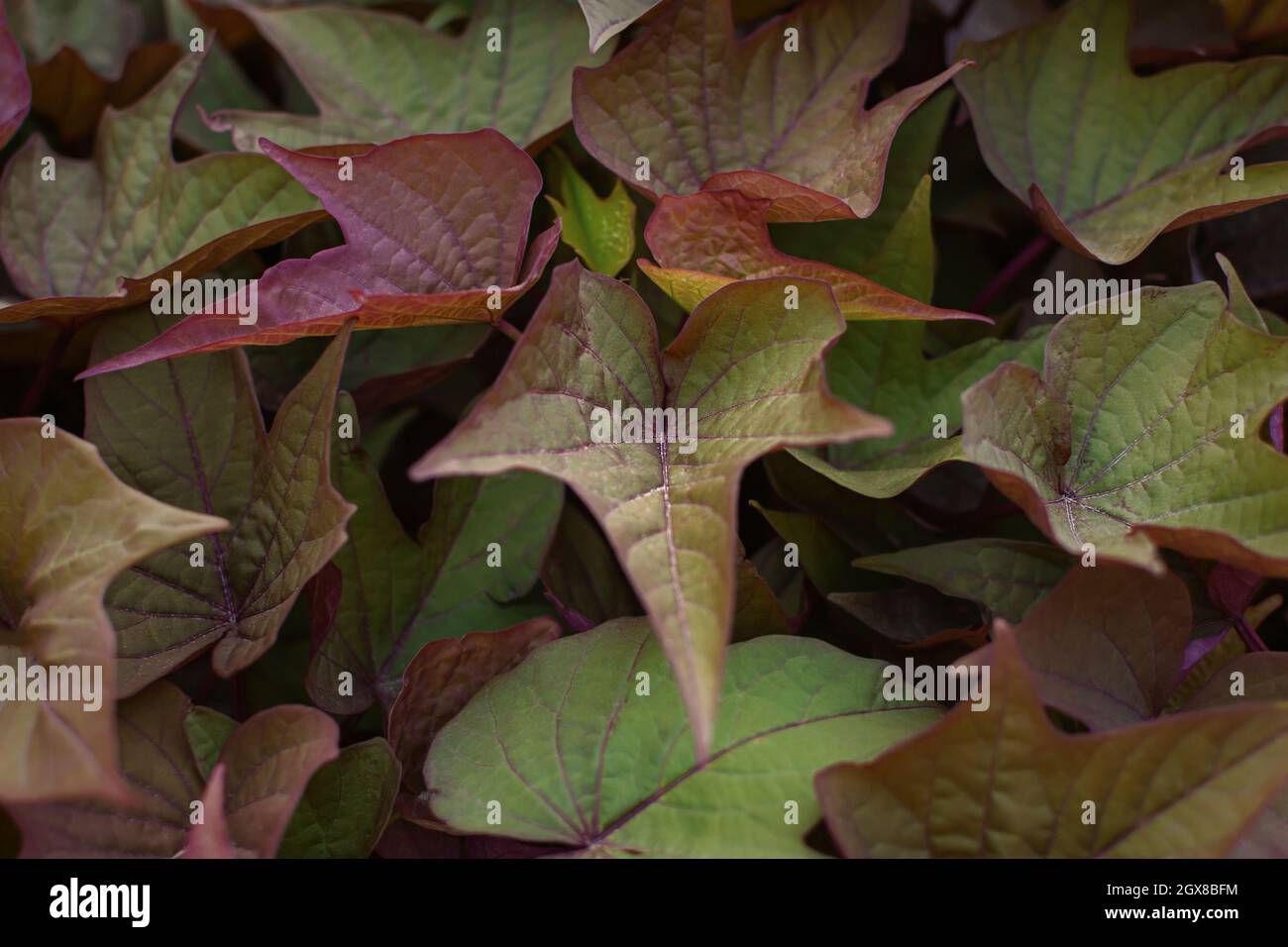 Ipomoea hinterlässt Textur. Lila-grünes Laub des Herbstes Ipomoea batatas aus der Nähe. Abstrakter natürlicher heller Hintergrund für Design. Bio-Süße Stockfoto