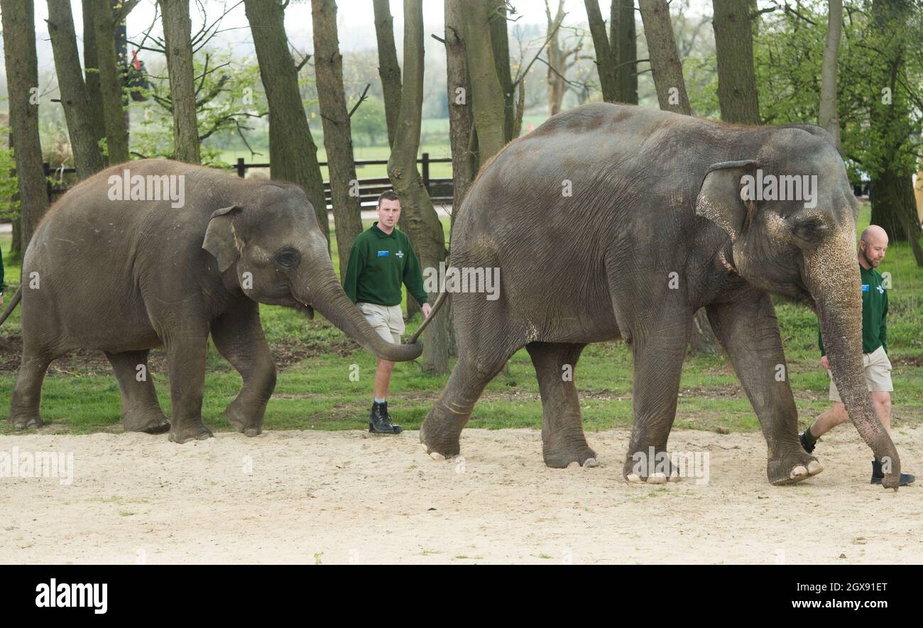 Elefanten treffen die Königin am 11. April 2017 bei ihrem Besuch im ZSL Whipsnade Zoo in Bedfordshire. Stockfoto