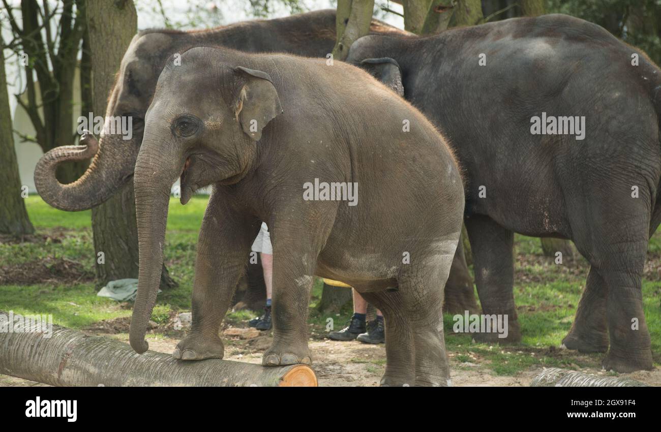 Elefanten treffen die Königin am 11. April 2017 bei ihrem Besuch im ZSL Whipsnade Zoo in Bedfordshire. Stockfoto