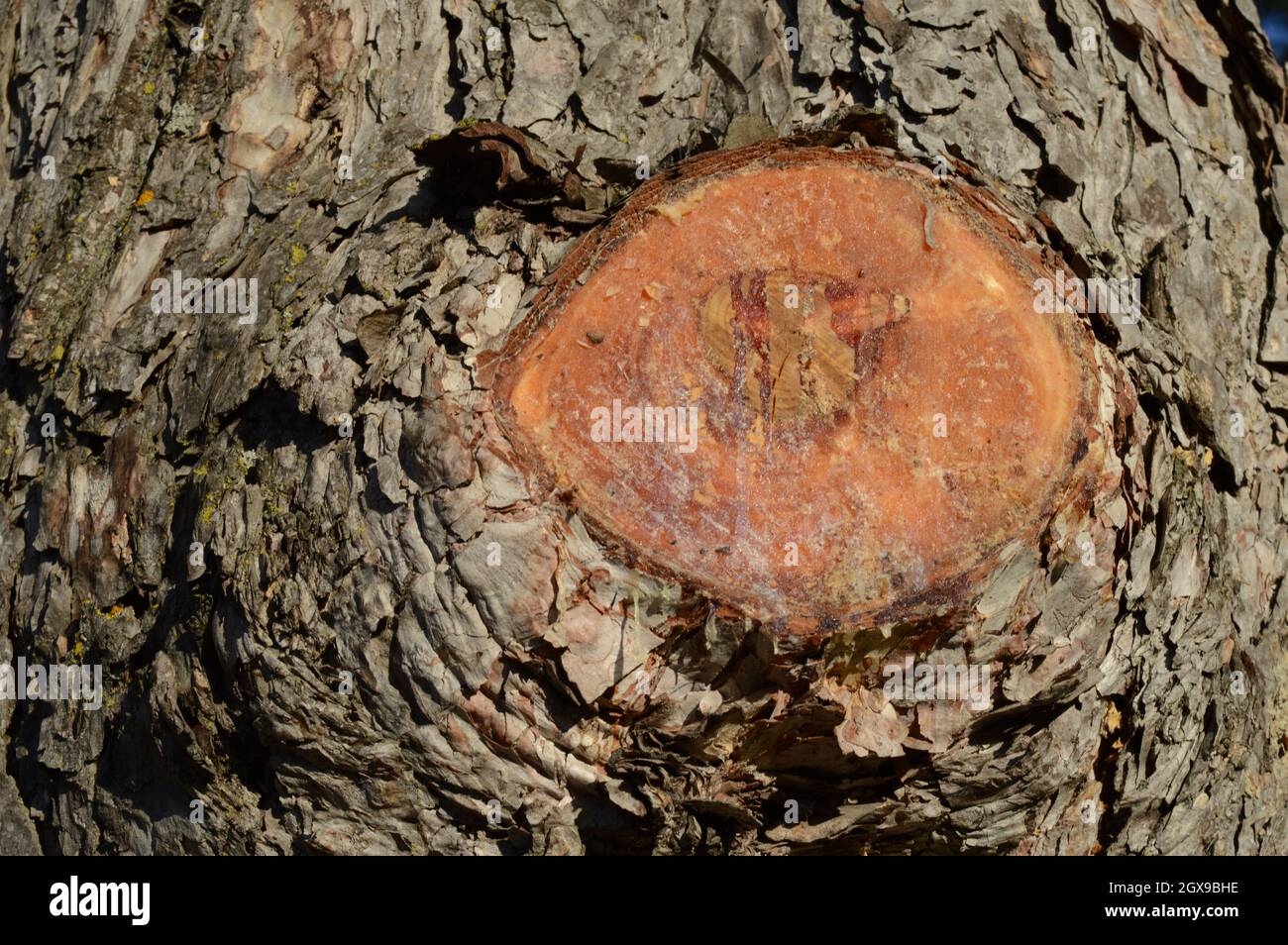 Eine Nahaufnahme eines geschnittenen Baumes, in dem Kiefernharz aus dem Gebiet abgesondert wird. Stockfoto