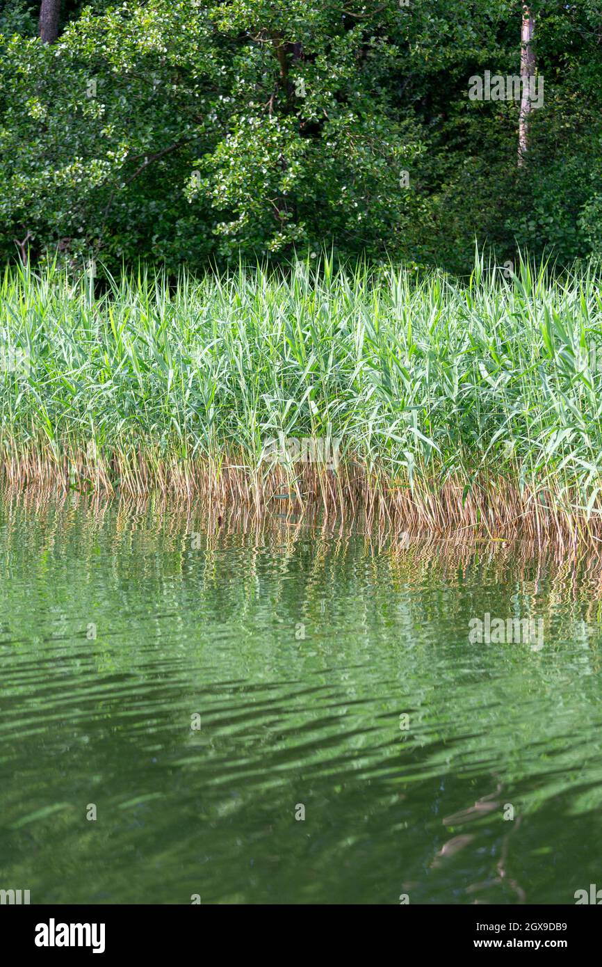 Calamus (auch süße Flagge genannt) in der Nähe des Wassers am Ufer des Masurischen Sees, schöne Landschaft, Ruciane-Nida, Polen Stockfoto