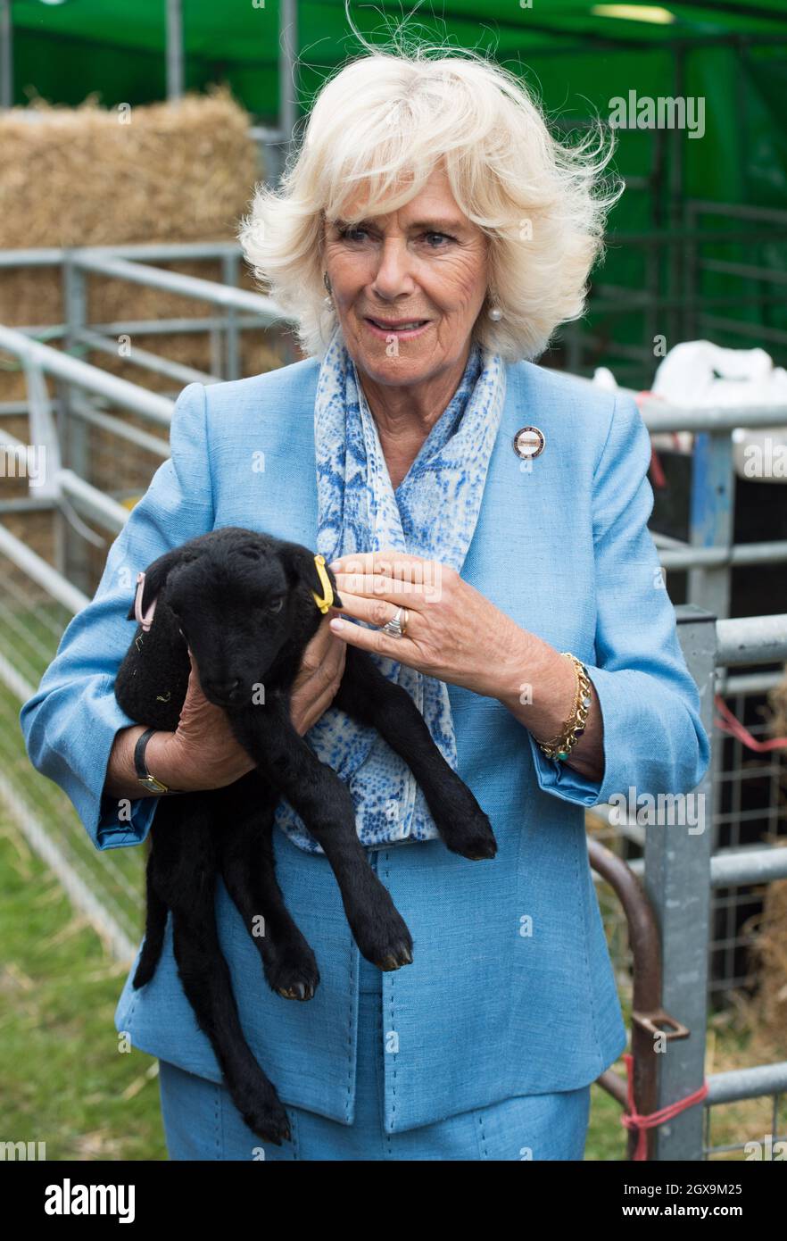 Camilla, Herzogin von Cornwall, hält während ihres Besuches auf der South of England Show in Ardingly, West Sussex am 8. Juni 2017 ein Lammbaby in der Trade Stockfoto