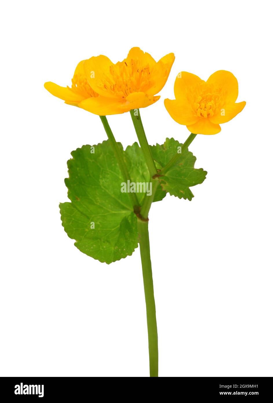 Blüte des wahren Vergessens-mich-nicht isoliert Stockfoto