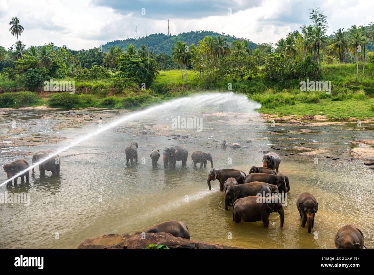 Elefanten im elefantenwaisenhaus pinnawala, einem Waisenhaus, Kindergarten und Zuchtgebiet für wilde asiatische Elefanten. Sri Lanka. Stockfoto