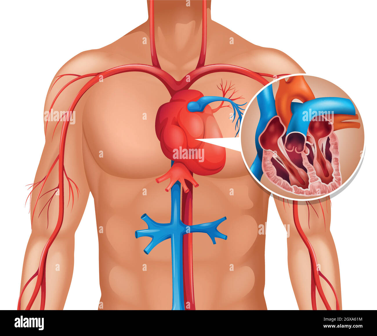 Verkleinern des menschlichen Herzens Stock Vektor