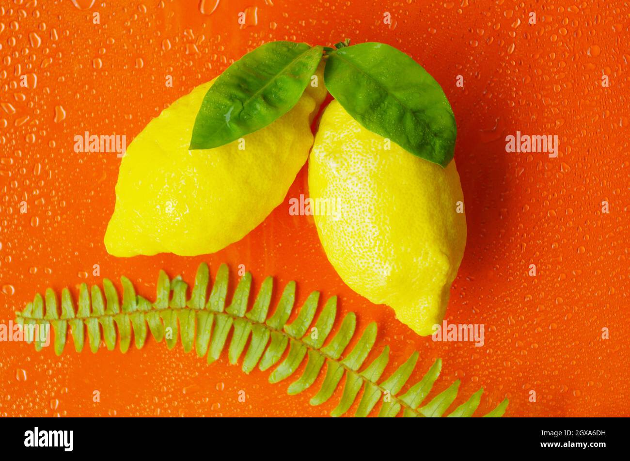 Große gelbe Zitronen mit grünen Blättern und einem Farnblatt auf orangefarbenem Hintergrund mit Wassertropfen. Stockfoto