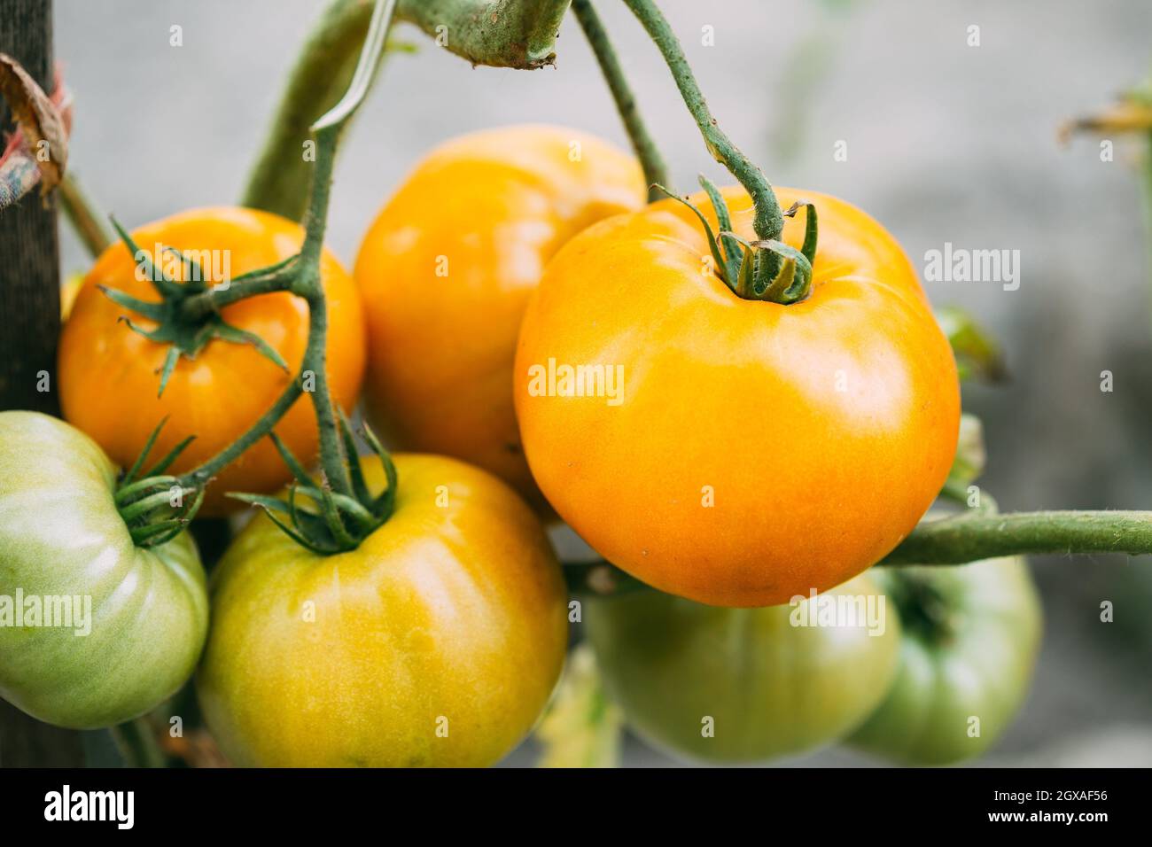 Gelber tomatengarten Fotos und Bildmaterial in hoher Auflösung Alamy