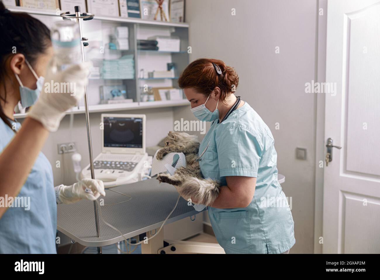 Tierarzt in Schutzmaske hält Katze auf intravenöse Infusion mit  Krankenschwester Unterstützung in der Klinik Stockfotografie - Alamy