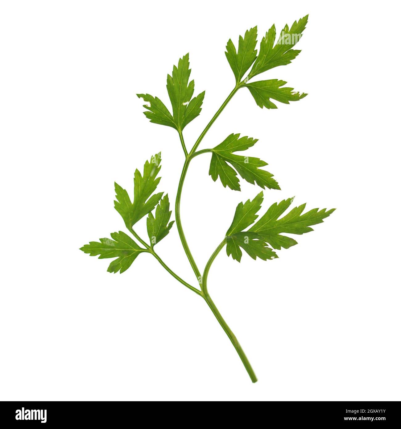 Petersilie Koriander Pflanze nützlich als Gewürz isoliert über weiß. Stockfoto