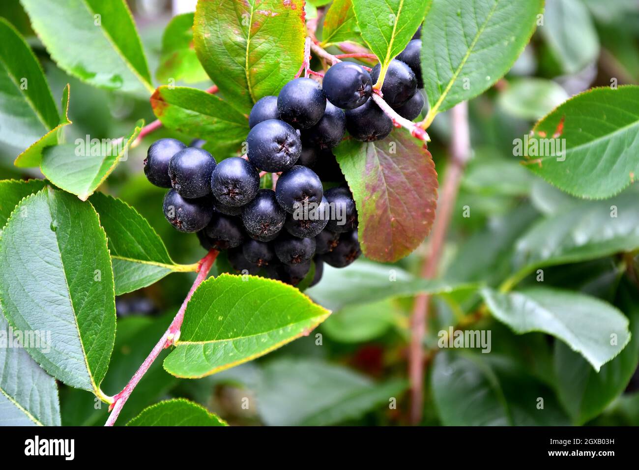 Reife Aronia-Beeren auf einem Baum in Deutschland Stockfotografie - Alamy