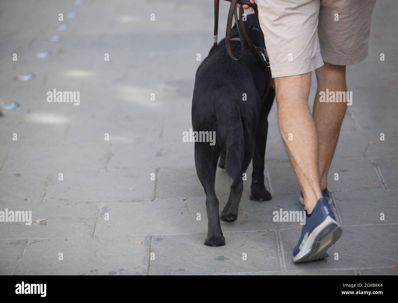 Junger blinder Mann, der mit einem schwarzen Hundeführer läuft. Selektiver Fokus. Stockfoto