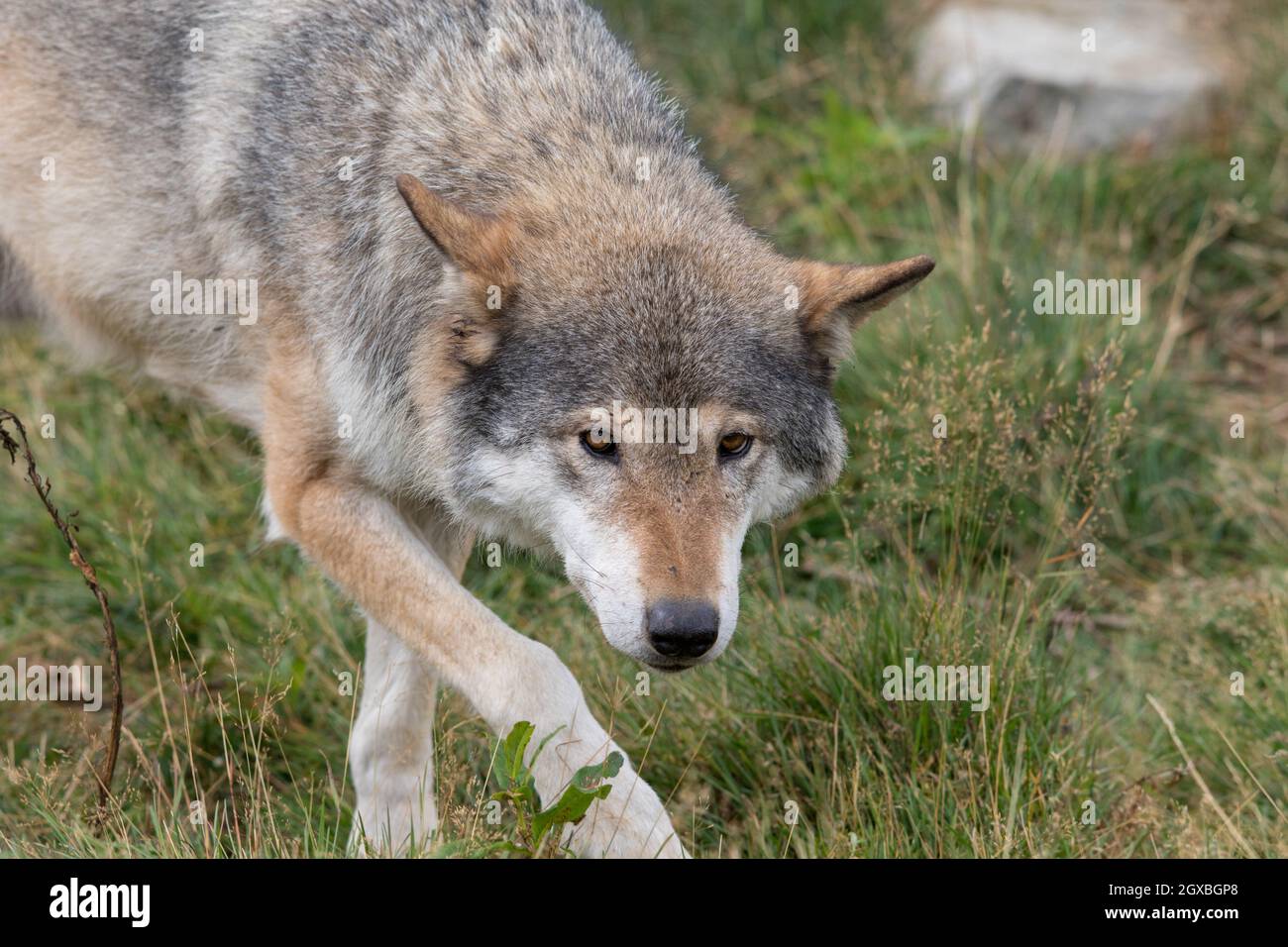 Grauer Wolf - Canis lupus - Wandern im Gras Stockfoto