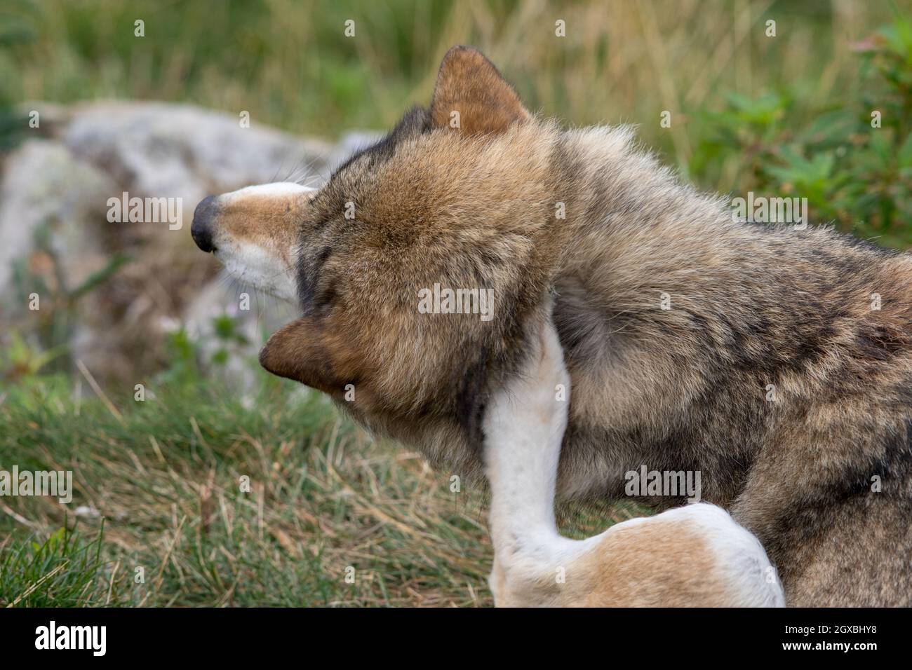 Grauer Wolf - Canis lupus - kratzt sich am Hals mit Hinterbein Stockfoto