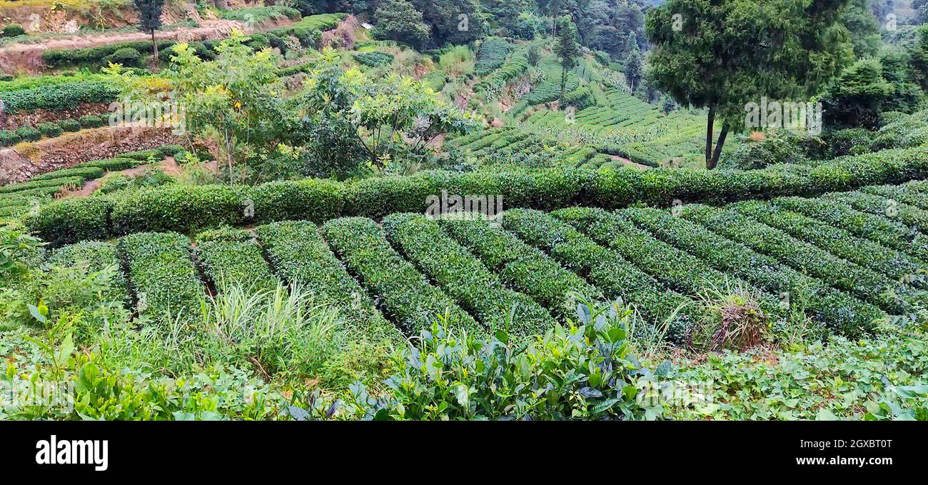 Teeplantage (Teegarten) Hubei. China. Stockfoto